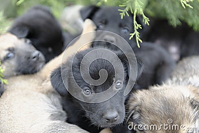 Stray puppy dogs Stock Photo