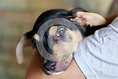 Stray puppy in the hands of volunteer. Homeless puppies. Animal help concept Stock Photo