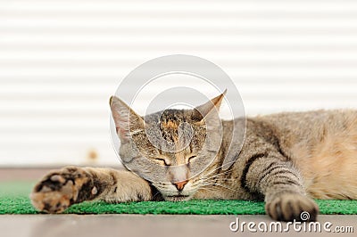 Stray sleeping tabby cat lying on green mat copyspace Stock Photo