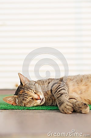Stray sleeping tabby cat lying on green mat copyspace Stock Photo