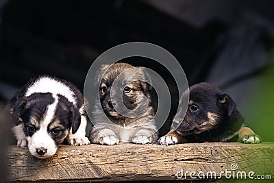 Stray small dog puppy street rural Ð¡ute, wooden dog house, cage black background home wood Beautiful brown white Stock Photo