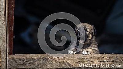 Stray small dog puppy street rural Ð¡ute, wooden dog house, cage black background home wood Beautiful brown white Stock Photo