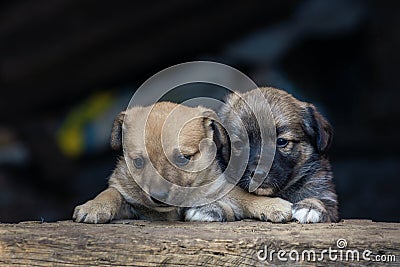 Stray small dog puppy street rural Ð¡ute, wooden dog house, cage black background home wood Beautiful brown white Stock Photo