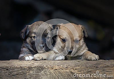 Stray small dog puppy street rural Ð¡ute, wooden dog house, cage black background home wood Beautiful brown white Stock Photo