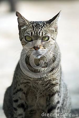 Stray Tabby Cat Stock Photo