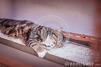 Stray tabby cat asleep on a bench Stock Photo