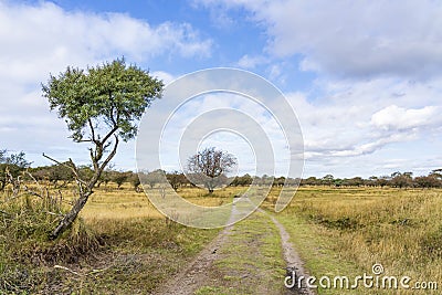 Stray trees along the car track in the extensive heathland of the Amsterdamse Waterleidingduinen Stock Photo