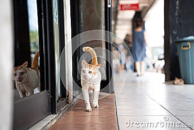 Stray wild cat in Indonesia. White and orange ginger colored furred animal. Kucing oren berjalan. Stock Photo