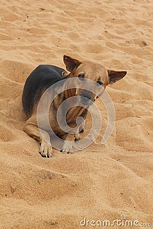 straydog in India Stock Photo
