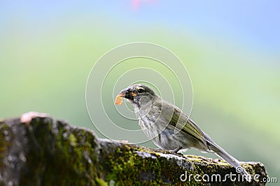 Streaked Saltator Saltator striatipectus on a wall Stock Photo