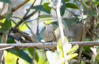 Streaked Senops (Xenops rutilans) in Brazil Stock Photo