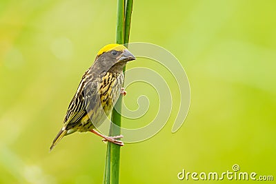 Streaked Weaver Stock Photo