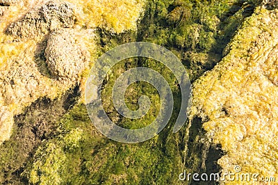 Stream bed of a small polluted river undegoing eutrophication Stock Photo