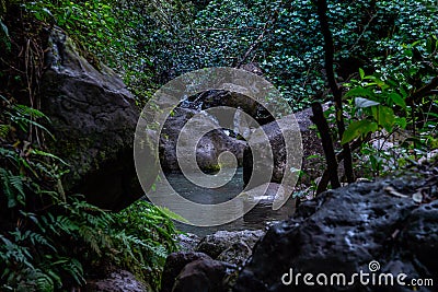 Stream deep on jungle hike Stock Photo