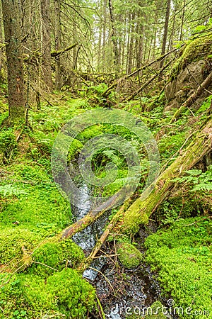 Stream with ferns in an old forest ravine Stock Photo