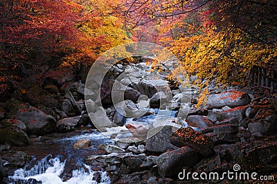 Stream in golden fall forest Stock Photo