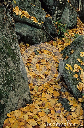 Stream Of Leaves Stock Photo