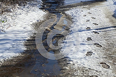 Stream of melted snow on a path with shoeprints Stock Photo