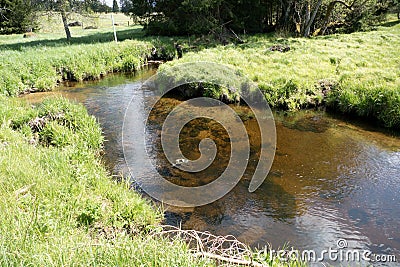 Stream in the middle of sumava forest in czehc republic Stock Photo