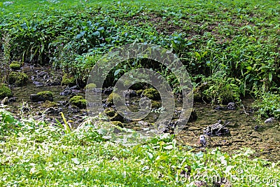 Stream near spring - Jankovac, Papuk, Croatia Stock Photo