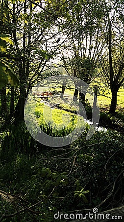 Stream in a Park Stock Photo