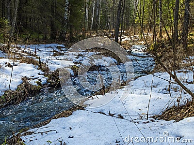 The stream of snow melt in the forest. Stock Photo