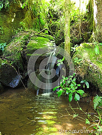 Stream in South African Indigenous Forest, Hogsback Stock Photo