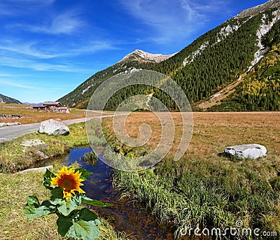 At a stream the sunflower grew Stock Photo