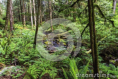 Stream in a thicket of green forest Stock Photo