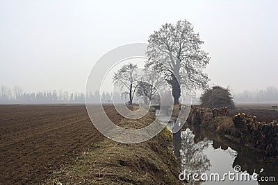Stream of water that leads to a group of trees and a small bridge on a foggy day in the italian countryside Stock Photo