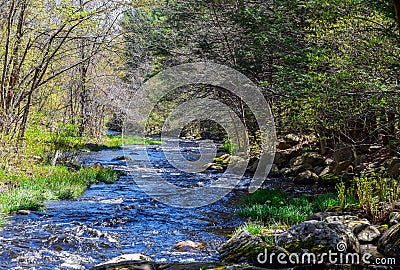 stream in the wild on new england Stock Photo