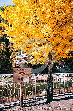Stream, yellow autumn ginko tree at Baekdudaegan Mountain Range Editorial Stock Photo