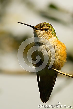 Streamertail hummingbird Stock Photo