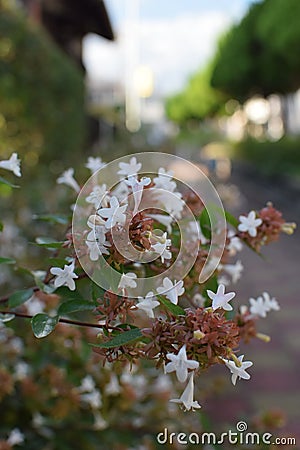 Street of Abelia Stock Photo