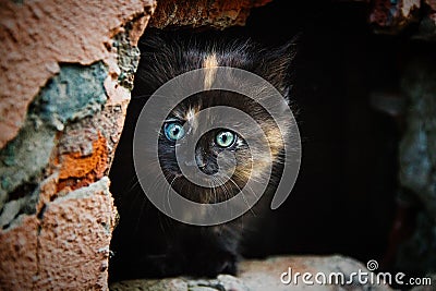 Street black-ginger kitten with blue eyes looking into camera Stock Photo