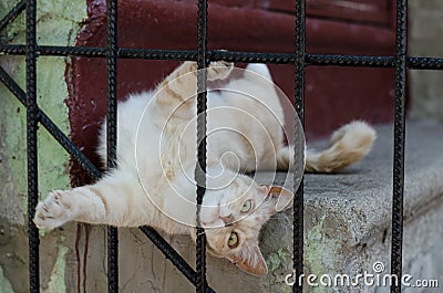 Street cat lies. Yard thoroughbred cream-colored cat. The street cat is basking in the sun. Abandoned pet. Stray cat. Stock Photo
