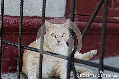 Street cat lies. Yard thoroughbred cream-colored cat. The street cat is basking in the sun. Abandoned pet. Stray cat. Stock Photo