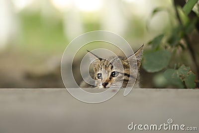 2018 new photo, adorable small baby stray cat Stock Photo
