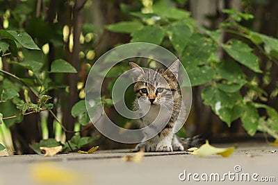 2018 new photo, adorable small baby stray cat Stock Photo