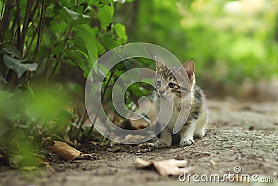 2018 new photo, adorable small baby stray cat Stock Photo