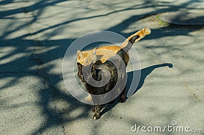 Street cat. Cat on the seashore. The cat walks on the street. Abandoned pet. Stock Photo