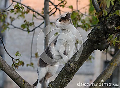 Street cat sits on a tree. The yard cat walks. Abandoned pet. Stock Photo