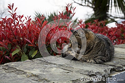 Street cat is sleeping on the embankment stone on a Sunny day Stock Photo