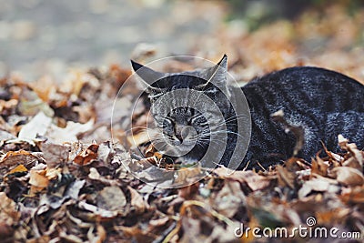 Street cat sleeping Stock Photo