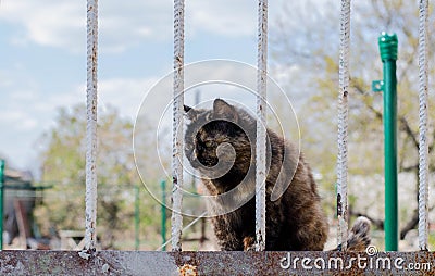 Street cat sleeps on a branch sits on a tree. The cat is sitting on the fence. Sleeping cat. Stock Photo