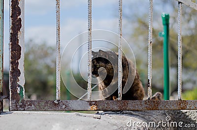 Street cat sleeps on a branch sits on a tree. The cat is sitting on the fence. Sleeping cat. Stock Photo