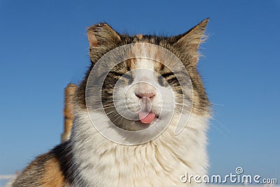 Street cat on the streets of Marrakesh and Essaouira in Morocco in the fishing port and medina near the wall Stock Photo