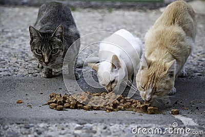 Street cats eating Stock Photo