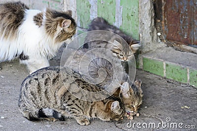 Street cats and kittens eat food brought by compassionate people. Taking care of homeless animals Stock Photo