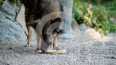 Homeless Dog Eating Bread, Hungry Street Dog Eating Food Stock Footage -  Video of face, happy: 197003530